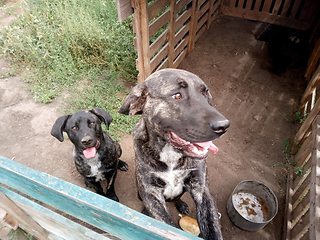 Image showing two dogs in the enclosure