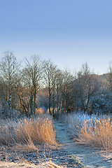 Image showing Nature, landscape and woods with trees or winter on frozen morning for weather, climate and cold season. Denmark, snow and field in forest for ecosystem background, environment or natural habitat