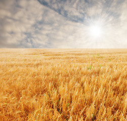 Image showing Summer, nature and wheat field in land of countryside, environment and agriculture. Ecology, calm and sustainable with plants in meadow for farming, outdoor and harvest on grass of rural Canada