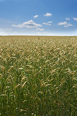 Image showing Wheat, field and blue sky in nature for agriculture, sustainable growth and grain harvest in countryside. Conservation, grass and natural landscape for ecology, environment and farmland in Denmark