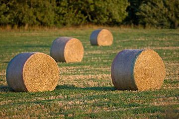 Image showing Countryside, field and ranch with hay in landscape, barn and farm in Mexico with straw of grass. Summer, peace and wheat for livestock, outdoor and morning in nature of rural, green and meadow