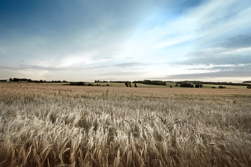 Image showing Agriculture, grass and wheat field in land of countryside, environment and sky with clouds. Ecology, calm and sustainable with plants in meadow for farming, rural and harvest in nature of Canada