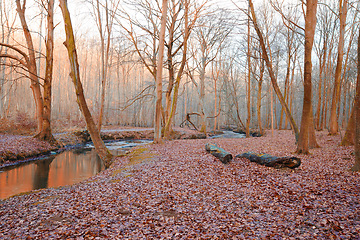 Image showing Forest, river and trees with nature, autumn and earth with sky and environment with fresh air. Empty, leaves and soil with countryside and landscape with earth day and woods with season and ecology