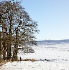 Image showing Forest, snow and trees in winter with space on blue sky for environmental conservation or season. Earth, landscape of woods or nature and cold countryside location or natural habitat with icy ground