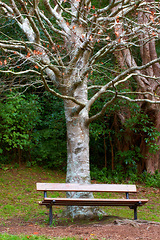 Image showing Tree, bench in park and autumn outdoor, nature and environment with location for travel. Rest space in public garden, woods or forest with scenic view for fresh air and calm in natural background