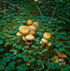 Image showing Mushroom, fungi and clover leaves in nature, environment and forest by green foliage in Ireland. Countryside, landscape and vegetation with toadstools, fungal growth and ecology for sustainability