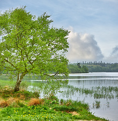 Image showing Forest, river and trees with nature, summer and earth day with sky and environment with sunshine. Empty, leaves and soil with countryside and landscape with lake and woods with season and ecology