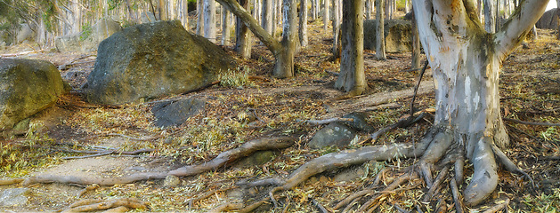 Image showing Forest, ground and trunk of tree with leaves in nature, park or woods with environment in autumn. Outdoor, countryside and roots of eucalyptus in soil on trail or path on mountain with rocks