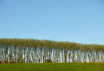 Image showing Forest, nature and trees with space on blue sky landscape for green conservation or ecology. Earth, field or grass outdoor in natural environment for growth or sustainability of woods location