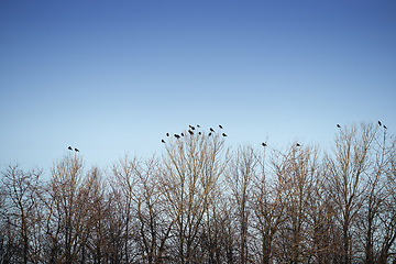 Image showing Forest, winter and trees with environment, birds and nature with growth and eco friendly. Animals, bare and outdoor with woods and bushes with flight and agriculture with ecology and blue sky