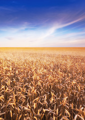 Image showing Wheat, field and agriculture with clouds in sky for wellness, nature and countryside for harvest. Grass, straw and golden grain for farming, environment and open crop for rural life or landscape view