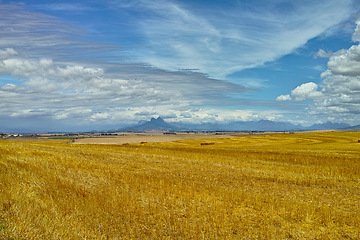 Image showing Open, field and landscape with clouds in sky for wellness, nature and countryside for harvest. Grass, straw and golden grain for farming, environment and wheat crop for rural life or agriculture view