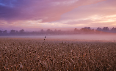 Image showing Panorama, wheat and cloud for fog, light and sky in countryside for landscape, banner and wallpaper. Field, grain and mist in dramatic dusk for harvest on natural farm land for peaceful screen saver