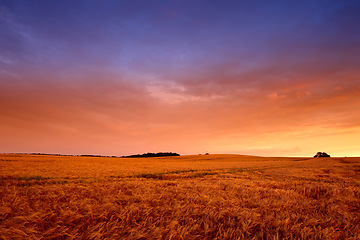 Image showing Wheat field, sunset and landscape in nature environment for summer grain for harvesting, countryside or agriculture. Farmland, horizon and land ecology for small business growth, meadow or grassland