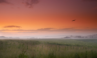 Image showing Sunset, grass and bird in fog, countryside and field in panorama for landscape, banner or wallpaper. Mist, colorful and orange sky for silhouette of crow for screen saver of peaceful grassland