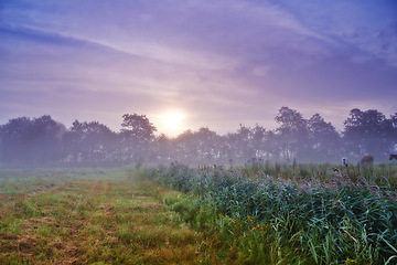 Image showing Meadow, wheat field and mist environment or morning sunrise in nature countryside, travel or outdoor. Grassland, dusk and organic greenery with ecology growth for grain harvest, sky or agriculture