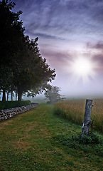 Image showing Farm, wheat field and trees environment for agriculture nature countryside or misty morning, grain or harvest. Lawn, sunshine and land ecology with fog in England or clean energy, scenery or dawn