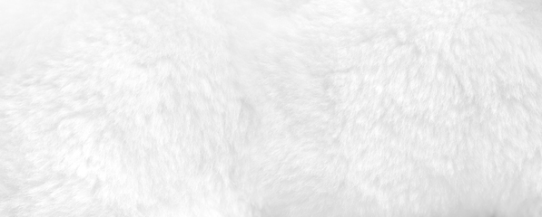 Image showing White fur background close up view. Banner