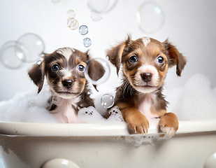 Image showing two puppies in the bubble bath together