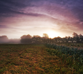 Image showing Wheat field, crop and misty environment in nature or grain harvesting in grassland countryside, grass or sunset. Forest, trees and fog in meadow or England tourism or rural morning, outdoor or dawn