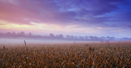 Image showing Clouds, wheat or field for mist, dramatic or scenery in panorama for landscape, banner or wallpaper. Colorful, cloudy sky or grain for dusk, grassland or harvest in peaceful countryside screen saver