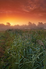 Image showing Wheat field, farm and sunset or nature environment for grain harvesting for small business, countryside or meadow. Plants, land and agriculture or misty forest in Thailand for growth, rural or travel