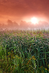 Image showing Wheat field, crop and farm with sunrise fog for harvesting production or small business for plant, growth or environment. Countryside, forest and mist in rural Thailand or summer, outdoor or travel