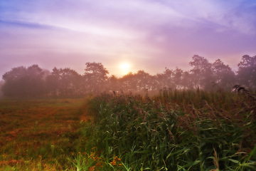 Image showing Wheat field, grain and farm with sunrise or harvest production or small business for plant, growth or agriculture. Countryside, forest and mist in rural Thailand or summer nature, outdoor or travel