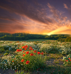 Image showing Wildflowers, blooming and spring in field in environment, sunset and green grass in nature with plants. Countryside, sunshine or castilleja in bloom in england, calm or sustainable ecology in morning