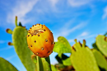 Image showing Outdoors, nature and prickly pear cactus in wild, sustainable environment and peaceful ecosystem. Plant, closeup and native succulent or leaves in Hawaii, blue sky and botany in forest or desert