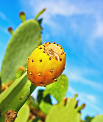 Image showing Outdoors, nature and prickly pear cactus in desert, sustainable environment and peaceful ecosystem. Plant, closeup and native succulent or leaves in Hawaii, blue sky and botany in forest or woods