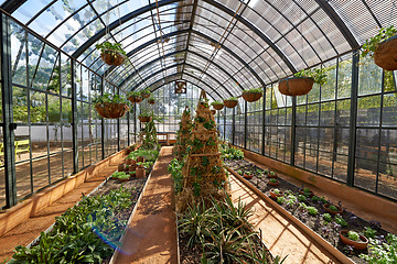 Image showing Greenhouse, plants and nature with home gardening, growth for environment and sustainability. Green, leaves and soil for planting, bush or shrub with botanical or agriculture in natural background