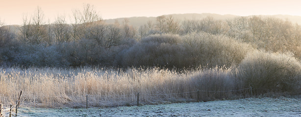 Image showing Outdoor, landscape and forest with trees or winter on frozen morning for weather, climate and cold season. Denmark, nature and field in woods for ecosystem background, environment or natural habitat