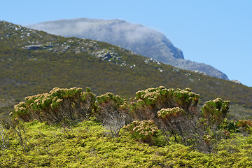 Image showing Mountain, blue sky and bush with natural landscape for travel location, outdoor adventure and environment. Nature, hill and rocks for calm morning, peace and holiday destination in Cape Town.