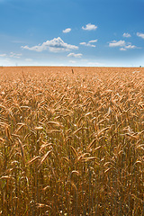Image showing Wheat, field and blue sky in nature for agriculture, sustainable growth and grain harvest in countryside. Conservation, grass and natural landscape for ecology, environment and farmland in Denmark