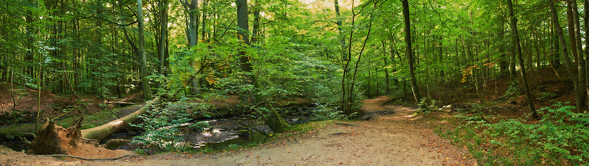 Image showing Sustainable, nature and trees in outdoor forest for eco friendly, agro or ecology landscape. Banner, field and agriculture green environment with leaves, branches and path in woods in countryside.