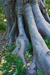 Image showing Jungle, tree and bark of trunk in forest with leaves on ground in nature, park or woods with grass. Outdoor, environment and roots closeup with biodiversity in summer rainforest or countryside