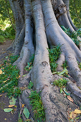 Image showing Jungle, tree and bark of trunk in forest with leaves on ground in nature, park or woods with grass. Outdoor, environment and roots closeup with biodiversity in summer rainforest or countryside