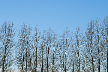 Image showing Winter, forest and row of trees on blue sky in nature with branches and calm environment. Backyard, garden and woods outdoor in park with leafless plants in cold climate and morning in countryside