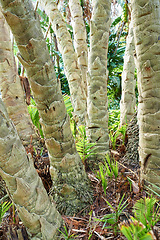 Image showing Tropical, forest and trunk of tree or palm with plants on ground in nature, park or leaves in rainforest. Outdoor, environment and bark closeup with biodiversity in summer countryside or jungle