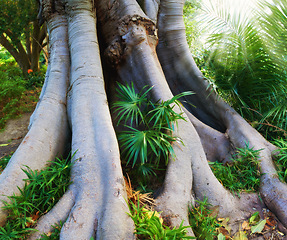 Image showing Tropical, jungle and bark of tree in forest with plants and leaves on ground in nature, park or woods. Outdoor, environment or eucalyptus roots with biodiversity in summer rainforest or countryside