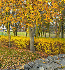 Image showing Forest, rocks and trees with environment, autumn and nature with fresh air and eco friendly. Landscape, stones and outdoor with woods or bushes with growth and agriculture with ecology or countryside