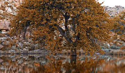 Image showing Forest, nature and reflection of tree in lake for season of autumn at conservation location. Earth, environment and pond with water for sustainability of natural habitat or ecosystem in fall