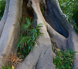 Image showing Jungle, tree and bark of trunk in forest with plants and leaves on ground in nature, park or woods. Outdoor, environment and roots closeup with biodiversity in summer rainforest or countryside