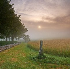 Image showing Farm, wheat field and trees environment in nature countryside or misty morning for grain, harvest or agriculture. Lawn, sunshine and land ecology with fog in England or clean energy, scenery or dawn