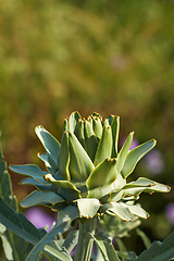 Image showing Outdoors, desert and green cactus in nature, sustainable environment and peaceful ecosystem. Shrub, wildlife and native succulent or leaves and foliage in Hawaii, mockup and plants in forest or woods