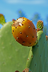 Image showing Outdoors, tree and prickly pear cactus in desert, sustainable environment and peaceful ecosystem. Plant, closeup and native succulent or leaves in Hawaii, nature and botany in forest or wilderness
