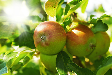 Image showing Apple, tree and fruit closeup with leaves outdoor in farm, garden or orchard in agriculture or nature. Organic, food and farming in summer with sustainability for healthy environment and growth