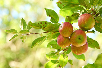 Image showing Apple, tree and fruit on branch with leaves outdoor in farm, garden or orchard in agriculture or nature. Organic, food and farming in summer with sustainability for healthy environment and growth