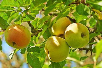 Image showing Apple, tree and growth of fruit with leaves outdoor in farm, garden or orchard in agriculture or nature. Organic, food and farming in summer closeup with sustainability for healthy environment